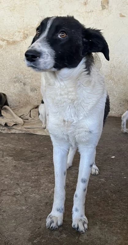 Niara, female Mixed Breed for adoption at Tierheimhelden — photo 5 of 13