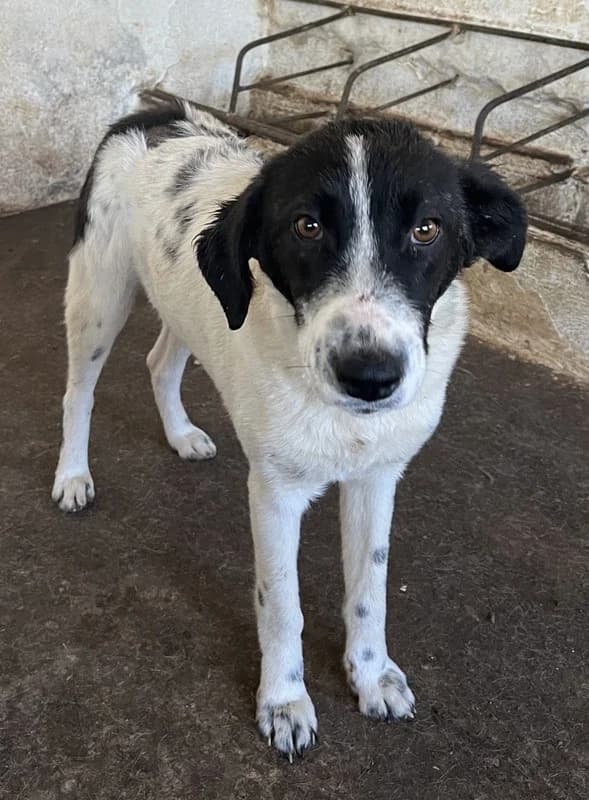Niara, female Mixed Breed for adoption at Tierheimhelden — photo 6 of 13