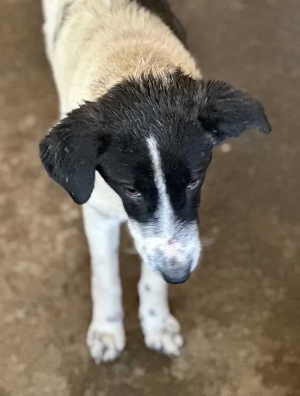 Niara, female Mixed Breed for adoption at Tierheimhelden — photo 7 of 13