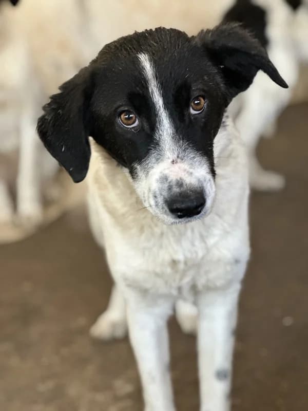 Niara, female Mixed Breed for adoption at Tierheimhelden — photo 8 of 13