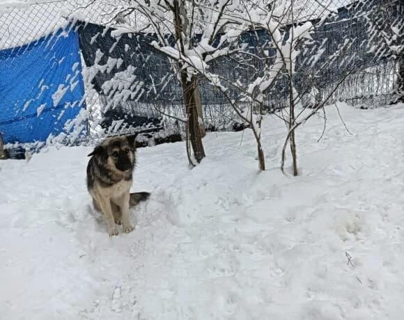 Timo, male Mixed Breed for adoption at Tierheimhelden — photo 2 of 8