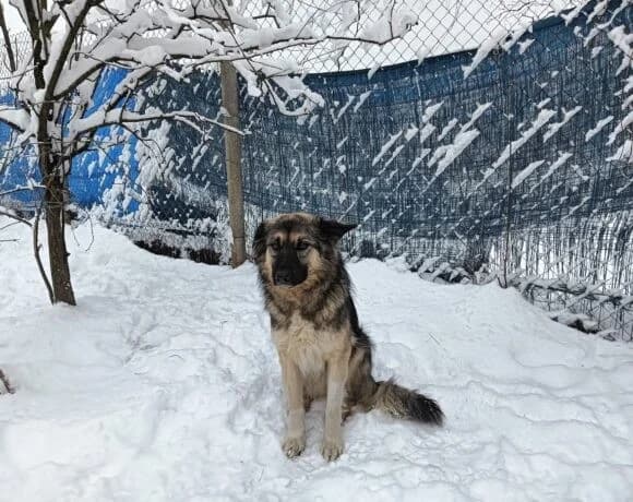 Timo, male Mixed Breed for adoption at Tierheimhelden — photo 3 of 8