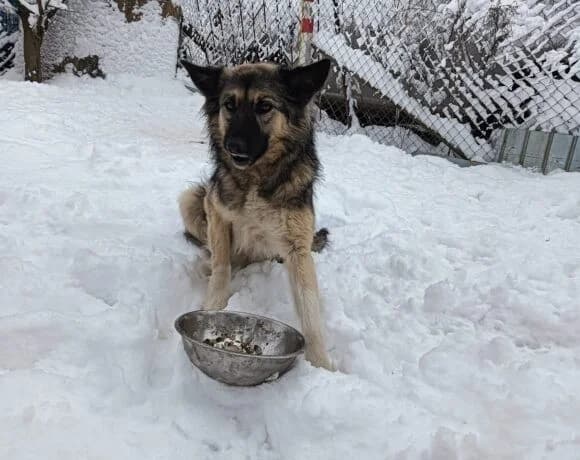 Timo, male Mixed Breed for adoption at Tierheimhelden — photo 4 of 8