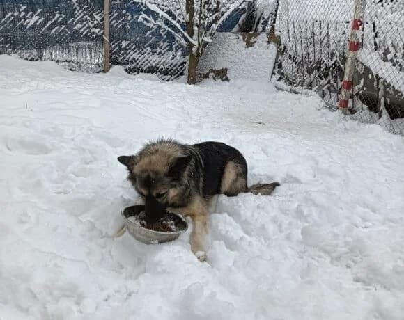 Timo, male Mixed Breed for adoption at Tierheimhelden — photo 5 of 8