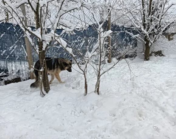 Timo, male Mixed Breed for adoption at Tierheimhelden — photo 6 of 8