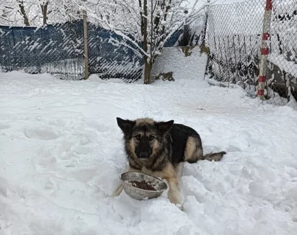 Timo, male Mixed Breed for adoption at Tierheimhelden — photo 7 of 8