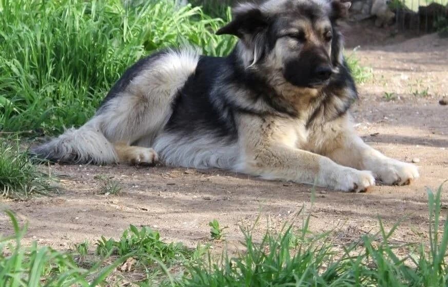 Timo, male Mixed Breed for adoption at Tierheimhelden — photo 8 of 8