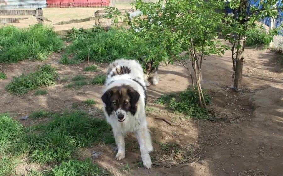 Hilda, female Mixed Breed for adoption at Tierheimhelden