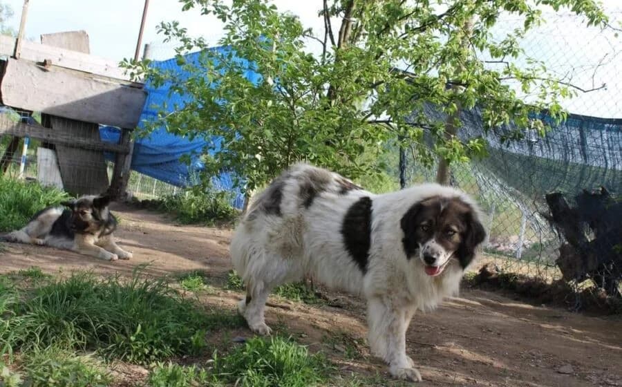 Hilda, female Mixed Breed for adoption at Tierheimhelden — photo 2 of 7