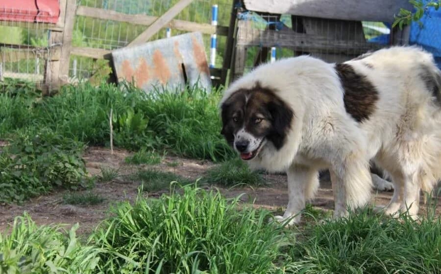 Hilda, female Mixed Breed for adoption at Tierheimhelden — photo 3 of 7