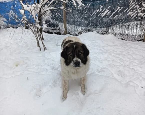 Hilda, female Mixed Breed for adoption at Tierheimhelden — photo 4 of 7