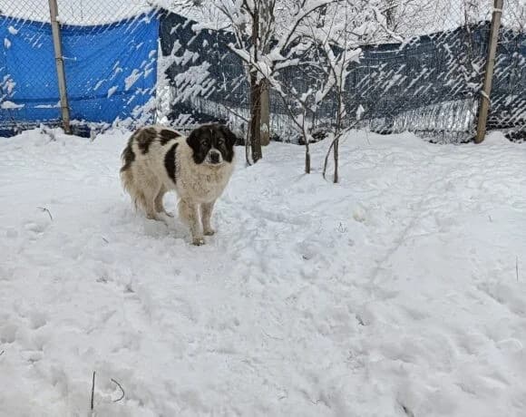 Hilda, female Mixed Breed for adoption at Tierheimhelden — photo 5 of 7