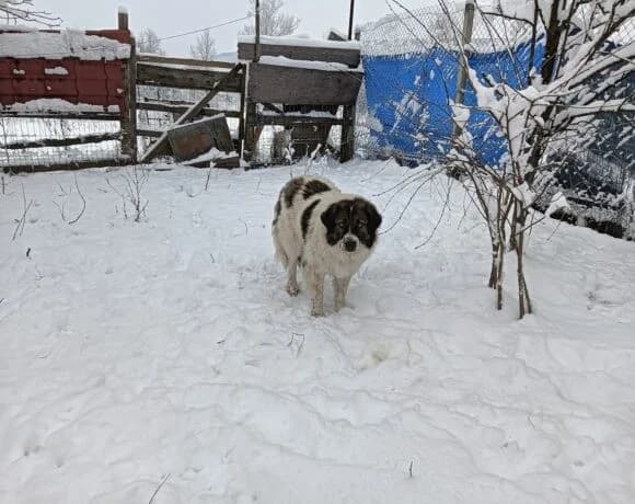 Hilda, female Mixed Breed for adoption at Tierheimhelden — photo 6 of 7