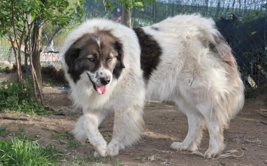 Hilda, female Mixed Breed for adoption at Tierheimhelden — photo 7 of 7