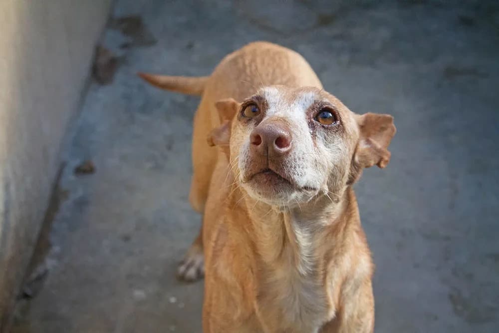 Zoe, female Podenco for adoption at Tierheimhelden