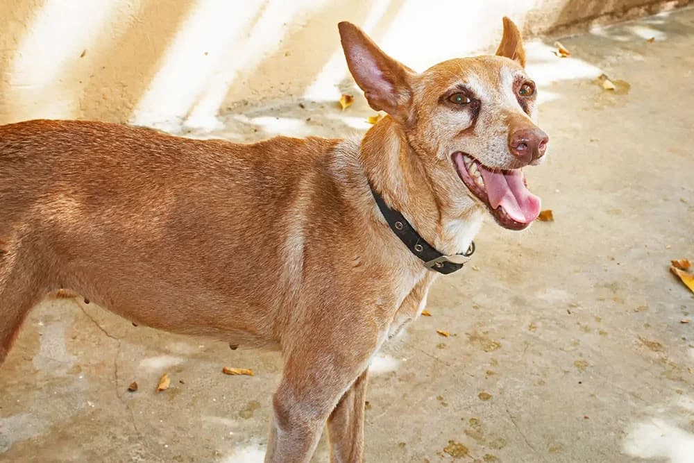 Zoe, female Podenco for adoption at Tierheimhelden — photo 2 of 5
