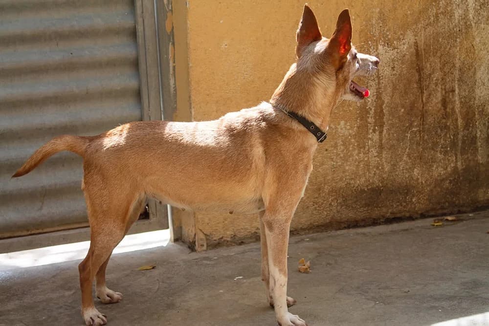 Zoe, female Podenco for adoption at Tierheimhelden — photo 3 of 5