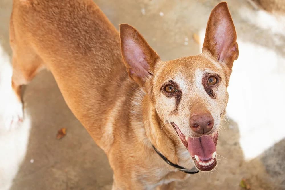 Zoe, female Podenco for adoption at Tierheimhelden — photo 4 of 5