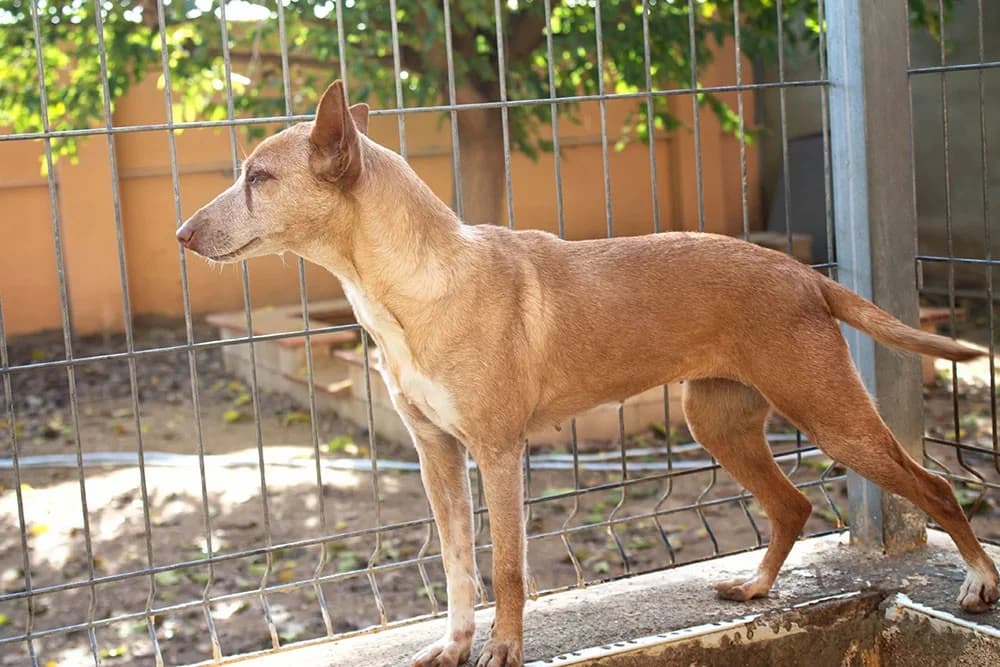 Zoe, female Podenco for adoption at Tierheimhelden — photo 5 of 5