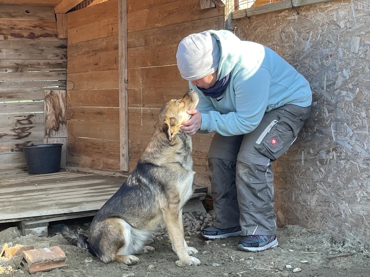 Alia, female Mixed Breed for adoption at Tierheimhelden