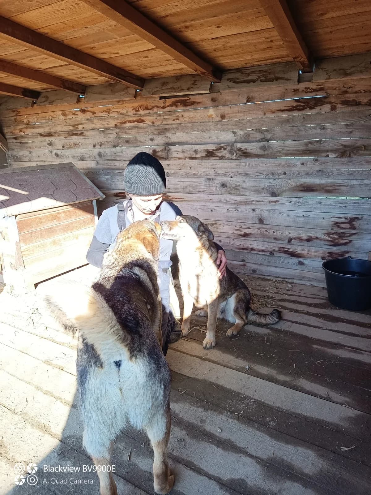 Alia, female Mixed Breed for adoption at Tierheimhelden — photo 2 of 8