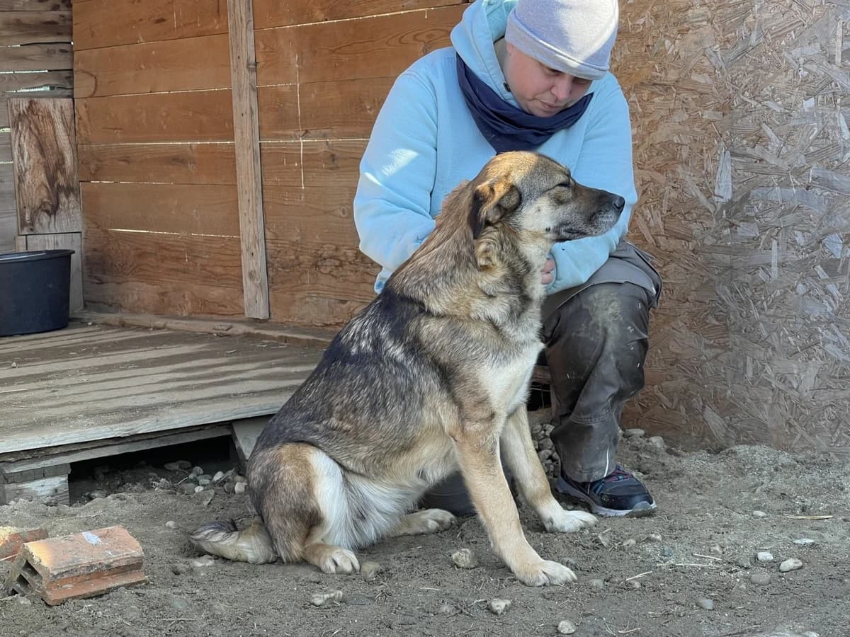 Alia, female Mixed Breed for adoption at Tierheimhelden — photo 3 of 8