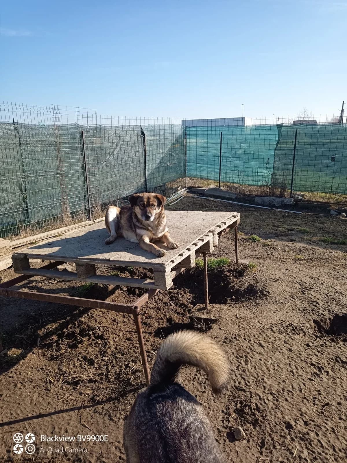 Alia, female Mixed Breed for adoption at Tierheimhelden — photo 4 of 8