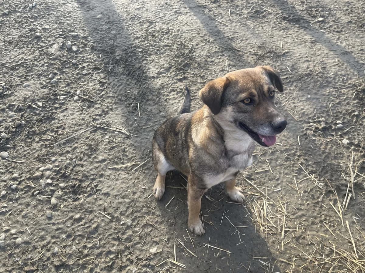 Alia, female Mixed Breed for adoption at Tierheimhelden — photo 5 of 8
