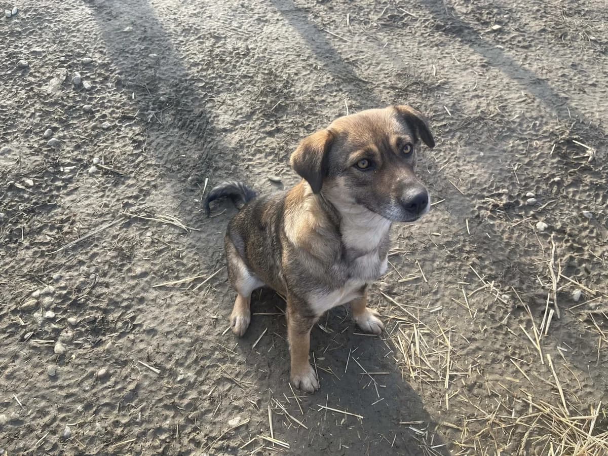 Alia, female Mixed Breed for adoption at Tierheimhelden — photo 6 of 8