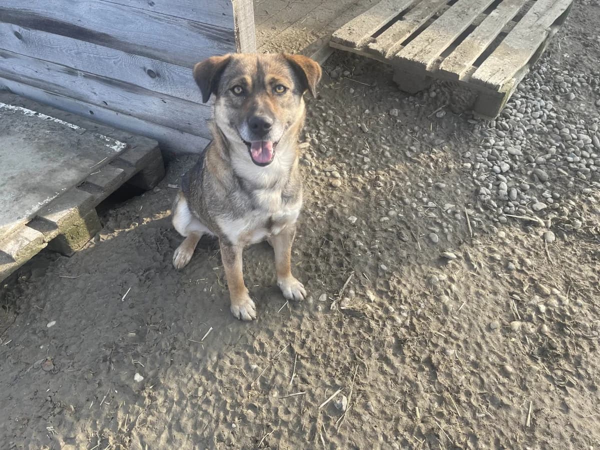 Alia, female Mixed Breed for adoption at Tierheimhelden — photo 7 of 8