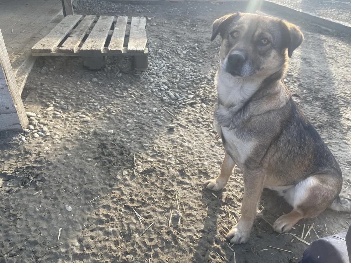 Alia, female Mixed Breed for adoption at Tierheimhelden — photo 8 of 8
