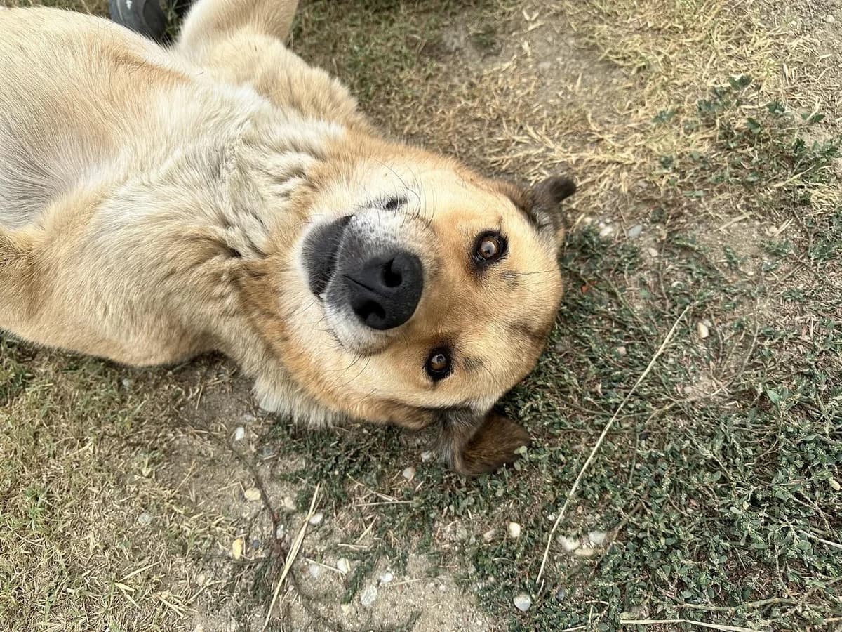 Lizzy,  Mixed Breed for adoption at Tierheimhelden