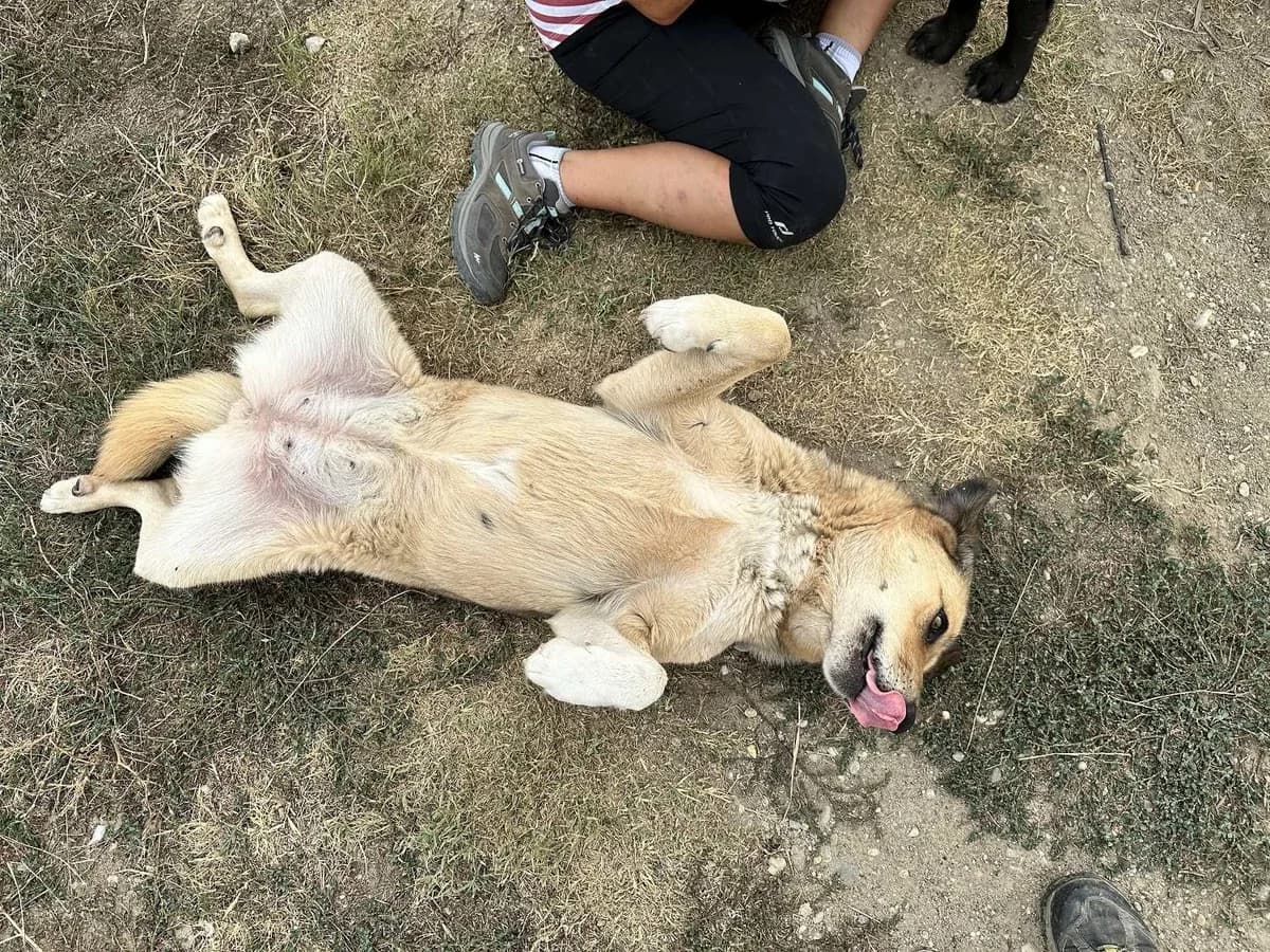 Lizzy,  Mixed Breed for adoption at Tierheimhelden — photo 3 of 9