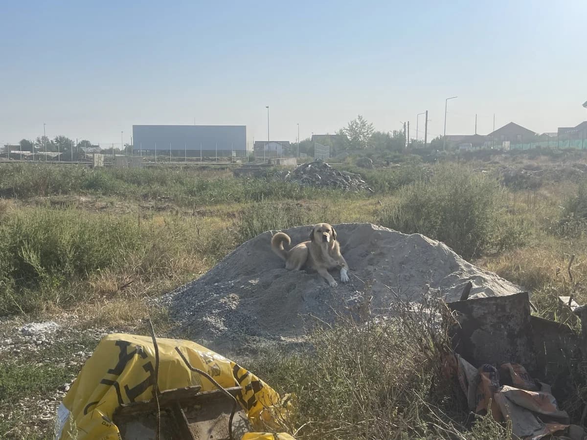 Lizzy,  Mixed Breed for adoption at Tierheimhelden — photo 4 of 9