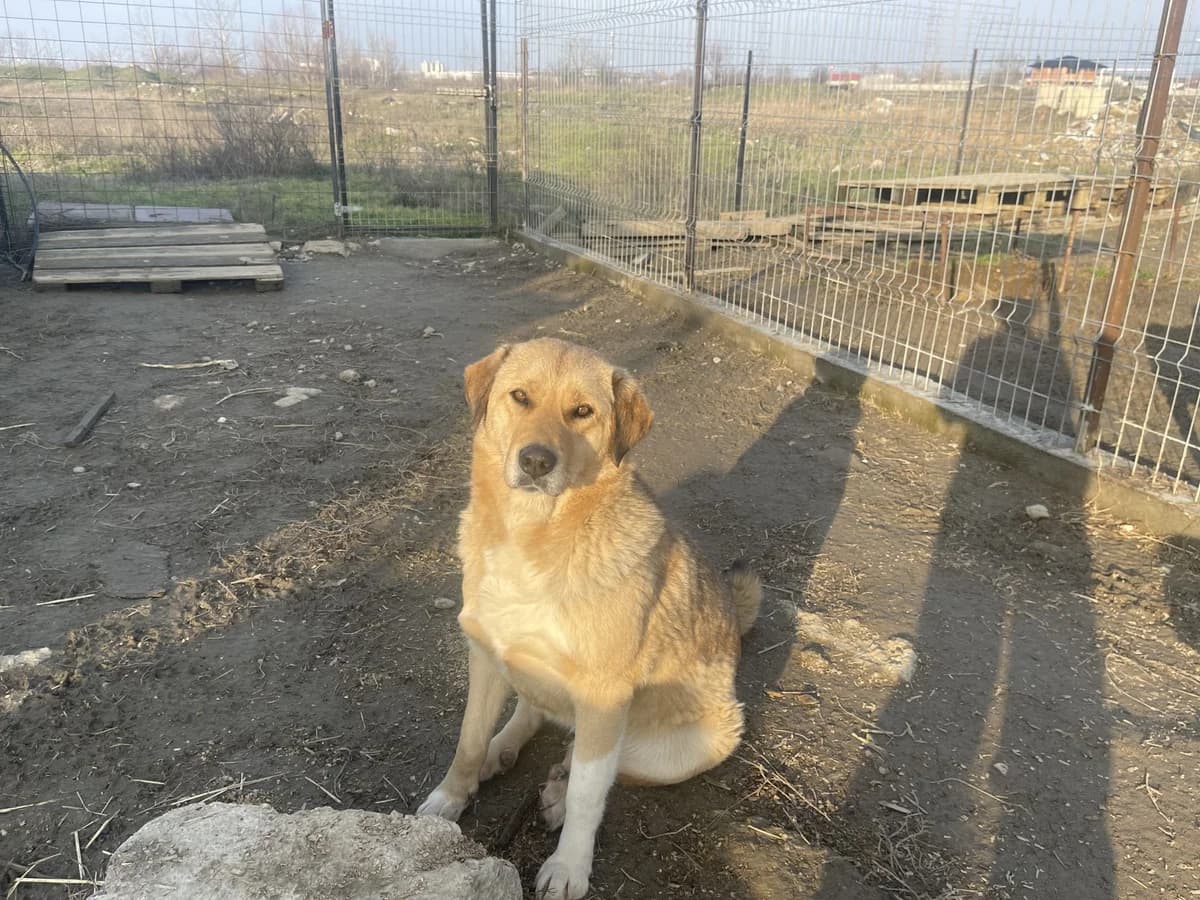 Lizzy,  Mixed Breed for adoption at Tierheimhelden — photo 5 of 9