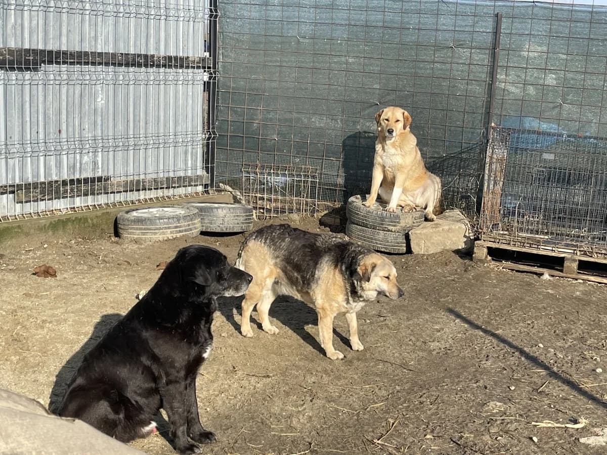 Lizzy,  Mixed Breed for adoption at Tierheimhelden — photo 6 of 9
