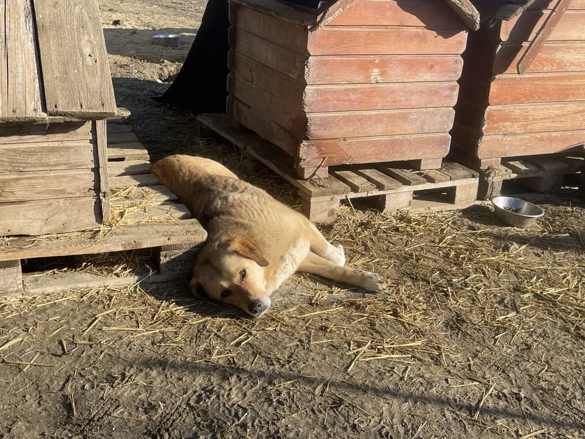 Lizzy,  Mixed Breed for adoption at Tierheimhelden — photo 7 of 9