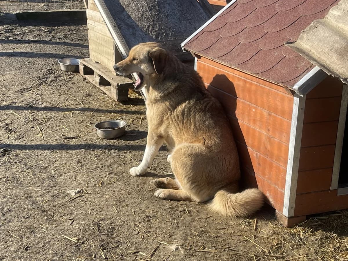 Lizzy,  Mixed Breed for adoption at Tierheimhelden — photo 8 of 9