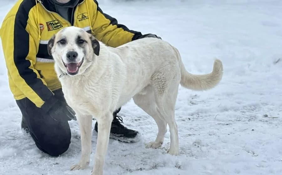 Koriander, male Mixed Breed for adoption at Tierheimhelden