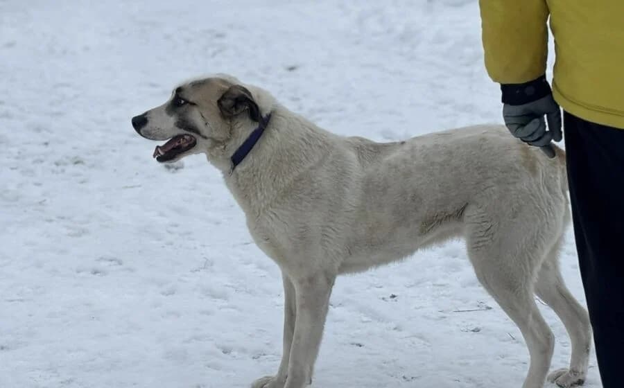 Koriander, male Mixed Breed for adoption at Tierheimhelden — photo 2 of 10