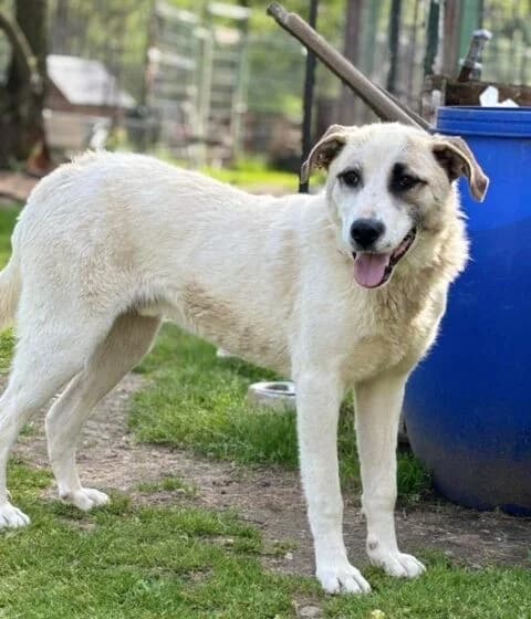 Koriander, male Mixed Breed for adoption at Tierheimhelden — photo 3 of 10