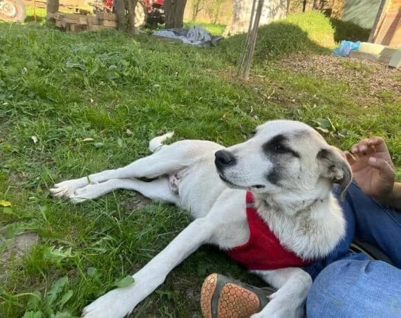 Koriander, male Mixed Breed for adoption at Tierheimhelden — photo 4 of 10