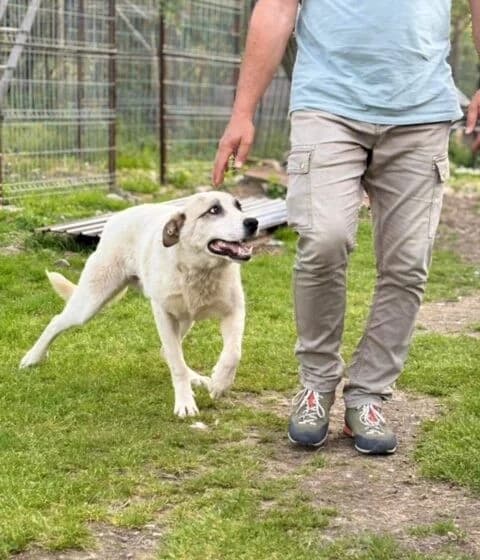 Koriander, male Mixed Breed for adoption at Tierheimhelden — photo 5 of 10