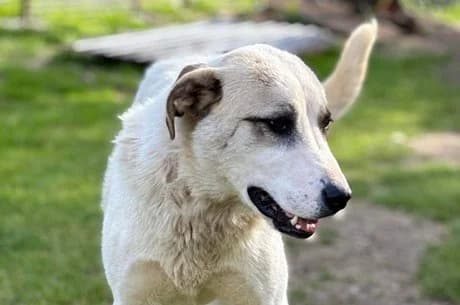 Koriander, male Mixed Breed for adoption at Tierheimhelden — photo 6 of 10