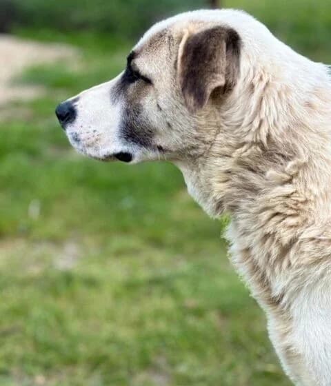 Koriander, male Mixed Breed for adoption at Tierheimhelden — photo 7 of 10