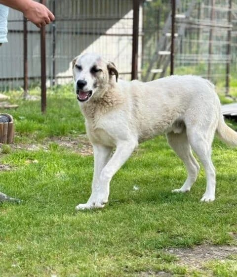 Koriander, male Mixed Breed for adoption at Tierheimhelden — photo 8 of 10