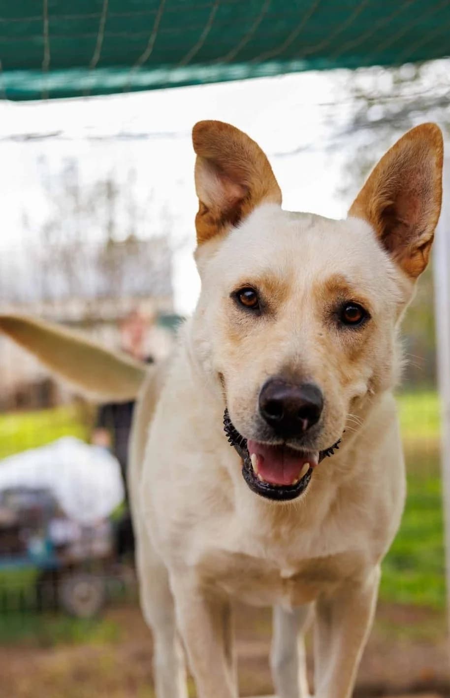 Cubulet, male Labrador Retriever for adoption at Tierheimhelden — photo 2 of 4