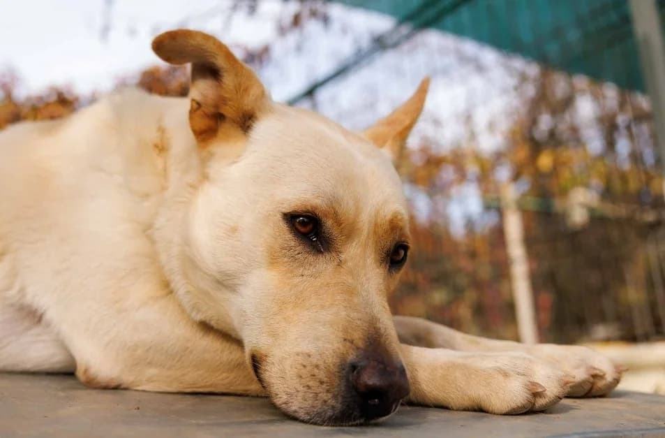 Cubulet, male Labrador Retriever for adoption at Tierheimhelden — photo 3 of 4