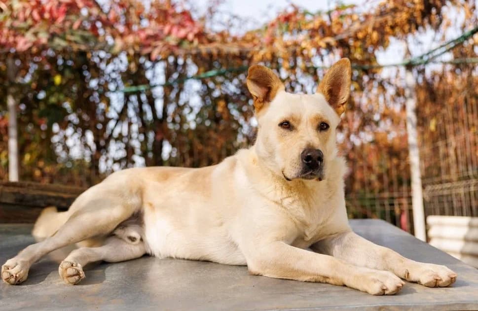 Cubulet, male Labrador Retriever for adoption at Tierheimhelden — photo 4 of 4