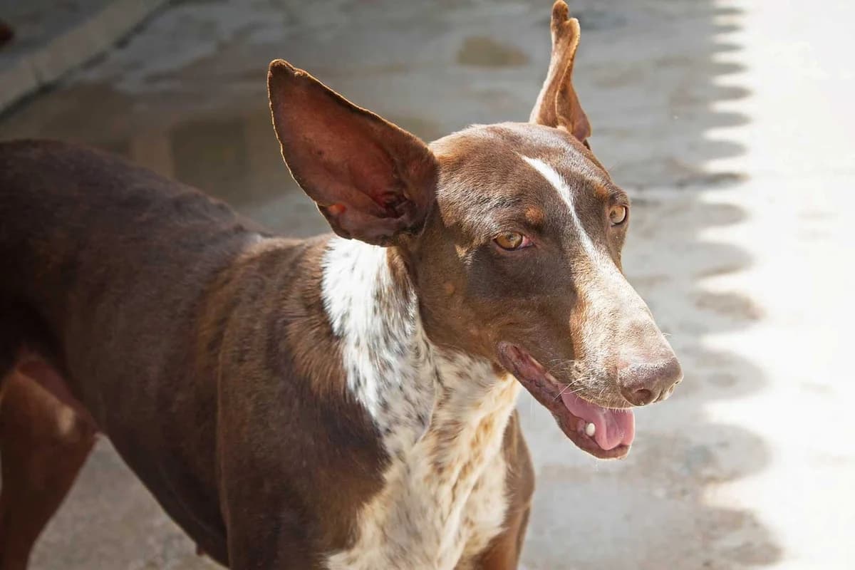 Moni, female Podenco for adoption at Tierheimhelden